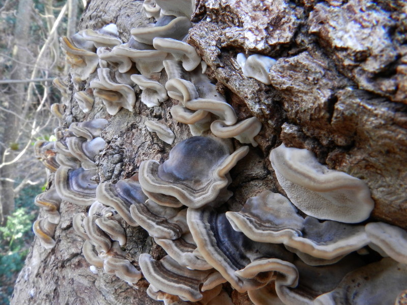 Bottoni ?? (Trametes versicolor)